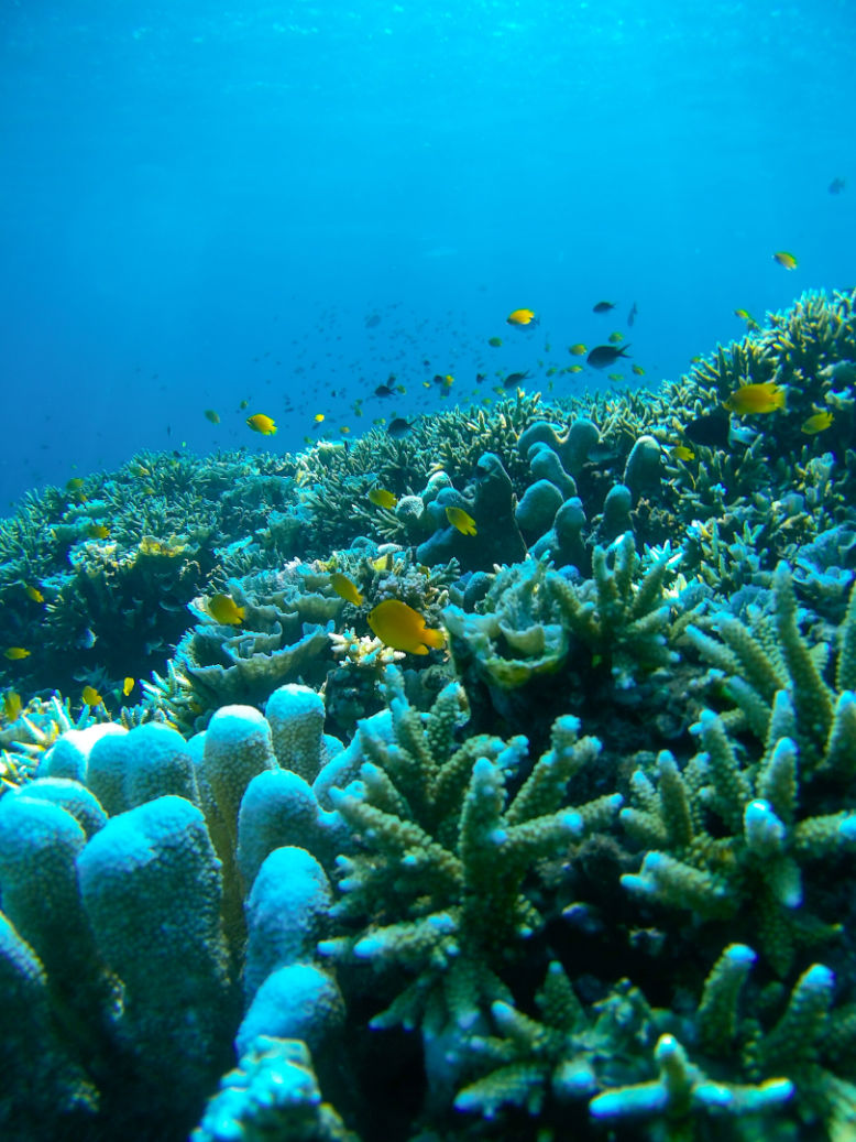 Coral in snorkeling at Lipah Beach near Amed in Bali.