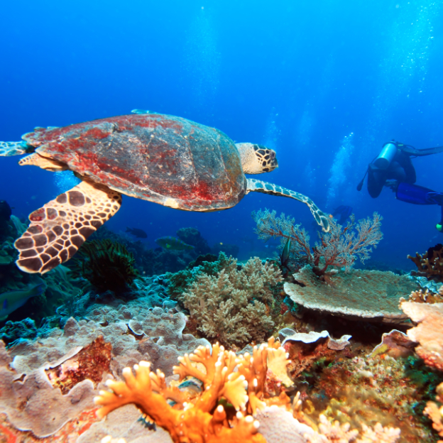 Green turtle swimming in the ocean off Lipah Beach.